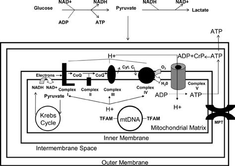 Simplified schematic of some pathways and cycles involved in ATP... | Download Scientific Diagram