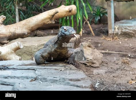 Komodo dragon prey hi-res stock photography and images - Alamy