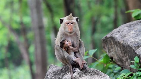 Monkey Nursing Child Stock Footage Video 1157020 - Shutterstock