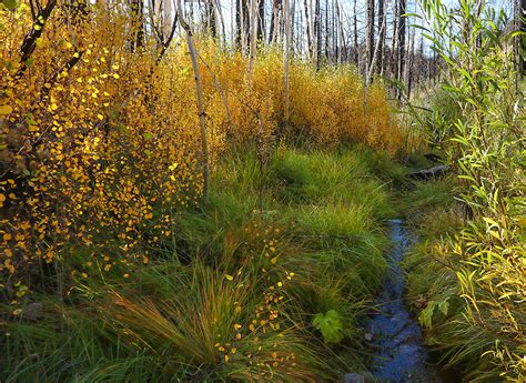 Aspen Grove Trail Recovers – California Fall Color