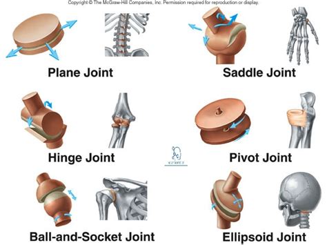 Joint: Definition, Anatomy, Movement, Types & Examples » How To Relief