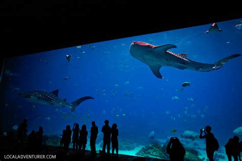 The Georgia Aquarium Atlanta GA - World's Largest Aquarium