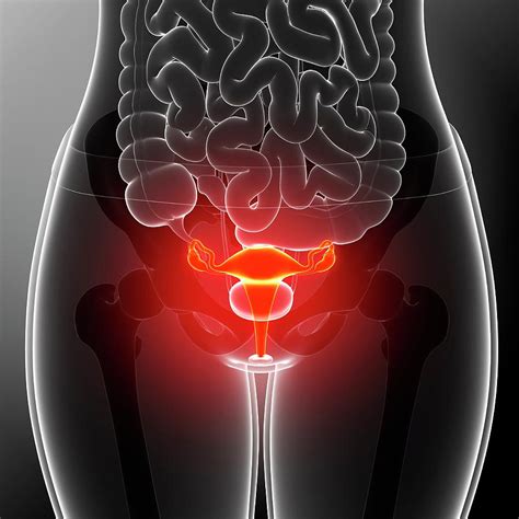 Female Reproductive System #121 Photograph by Pixologicstudio/science ...