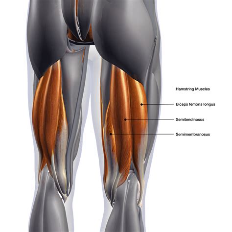 Inhibition of the Hamstring Muscle Group - Skill Sport Performance Research Injury Group (SPRING)