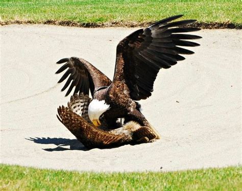 A bald eagle attacks and kills a great horned owl on a golf course. : r/HardcoreNature