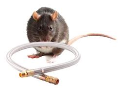 Gnawing rats causing gas blasts – Rodrepel Non hazardous non toxic rodent and animals repellant