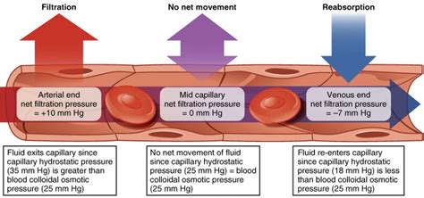 Body Fluids and Fluid Compartments | Anatomy and Physiology II