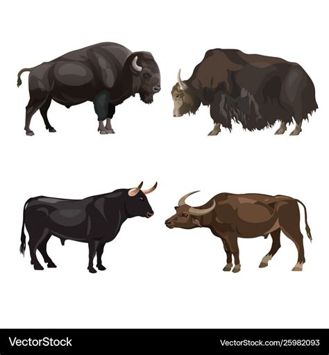 Difference Between Cow Ox Bull And Buffalo - All About Cow Photos