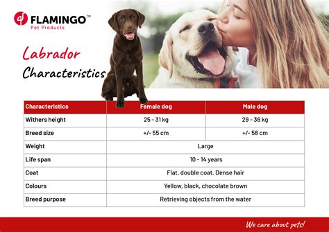 Labrador Retriever: all about the dog breed | Flamingo blog 🦩