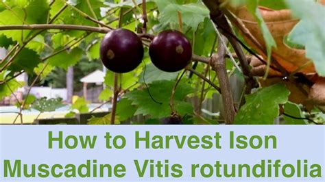 How to Harvest Ison Muscadine Vitis rotundifolia - YouTube