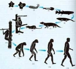 Biología evolutiva - EcuRed