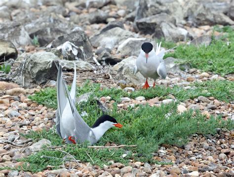 Rafts for nesting Common Terns | Sussex Wildlife Trust