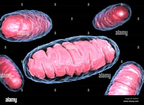 Mitochondria Double Membrane