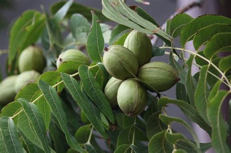 Pecan Tree Nursery on How to Make Your Pecan Tree Produce