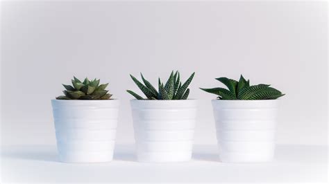 2560x1440 Small Plants In White Pots 1440P Resolution ,HD 4k Wallpapers,Images,Backgrounds ...