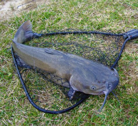 Florida child stabbed in chest by catfish barb while fishing