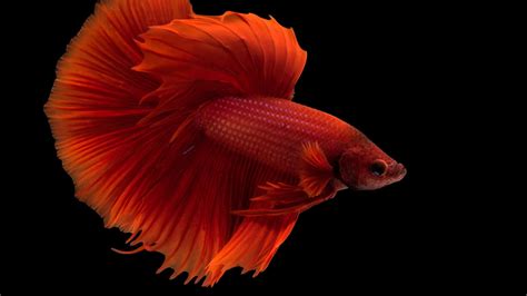 Betta fish, facts and information