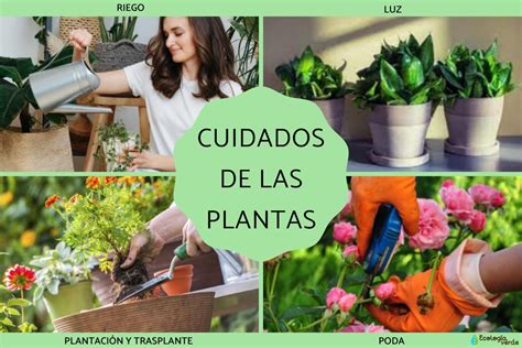 que hacer para cuidar las plantas, 🌱 ¿Cómo cuidar las Guía 2022 - jeaneid.org