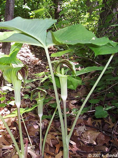 Arisaema triphyllum (Jack-in-the-Pulpit): Minnesota Wildflowers