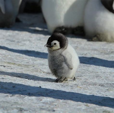 OUR PLANET DAILY on Instagram: “Baby Penguin Waddling his way through 🐧 Penguin Facts: The ...