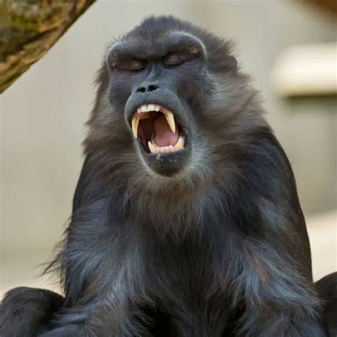 Tonkean Macaque - Facts, Diet, Habitat & Pictures on Animalia.bio