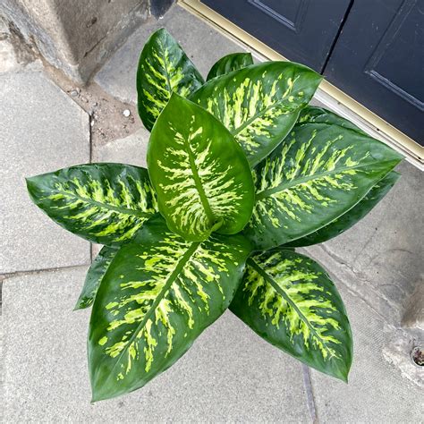 Dieffenbachia ‘Tropic Snow’ - grow urban.