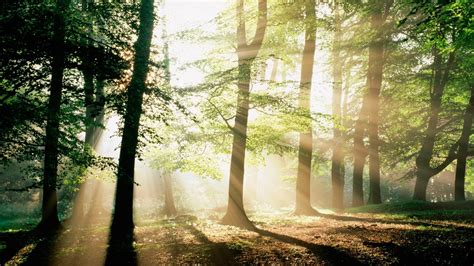 Forest Morning Mystical Wallpaper - Morning Sunshine In Forest ...