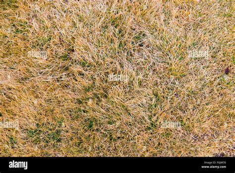 Dead grass texture hi-res stock photography and images - Alamy