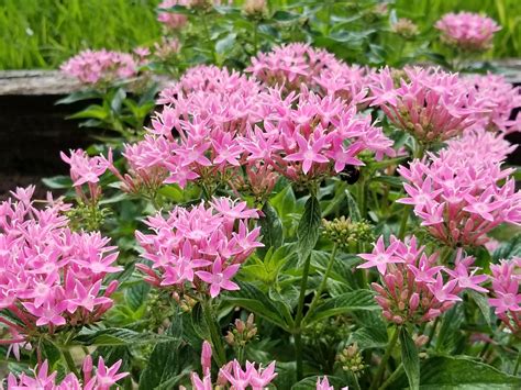 Pentas shine brightly through late summer | Beautiful flowers, Planting ...