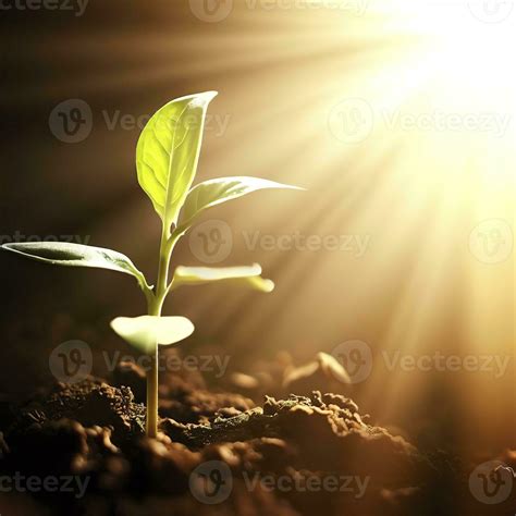 A plant growing in the soil with the sun shining on it. AI Generative 28806075 Stock Photo at ...