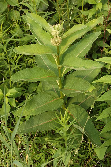 24 Little-Known 'Miracle Plants' The Navajo Used For Medicine - Off The Grid News