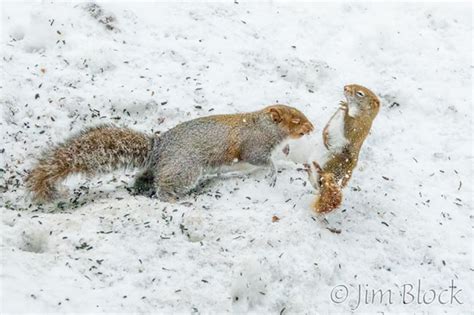 Birds and Squirrels near Feeder - Jim Block Photography