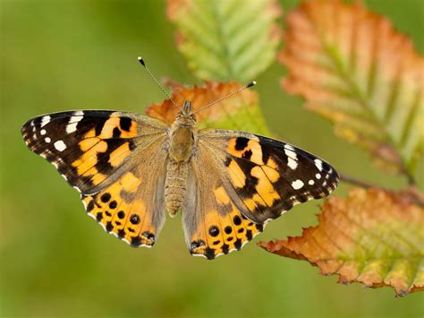 Painted Lady | Butterfly Conservation