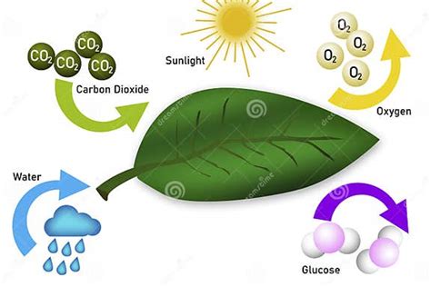 Photosynthesis Equation Diagram with Symbols Stock Illustration ...