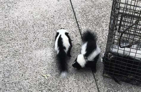 Skunks acting strange | Humane Wildlife Control Society