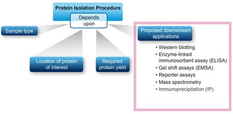 Overview of Cell Lysis and Protein Extraction | Thermo Fisher ...