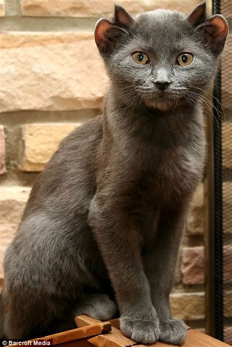 A Rare Cat Born With Four Ears; Yoda His Name Is » TwistedSifter