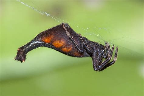 7 Most Terrifying Spiders in Africa