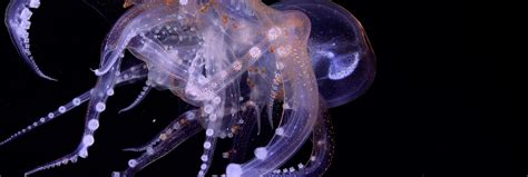 Scientists Discover Four New Species of Deep-Sea Octopus — SEVENSEAS Media