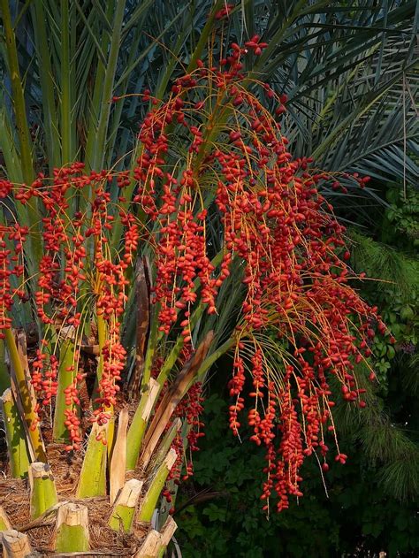 palm fruit, palm seeds, date palm, phoenix palm, palm tree, palm, date fruit, dates, tree, date ...