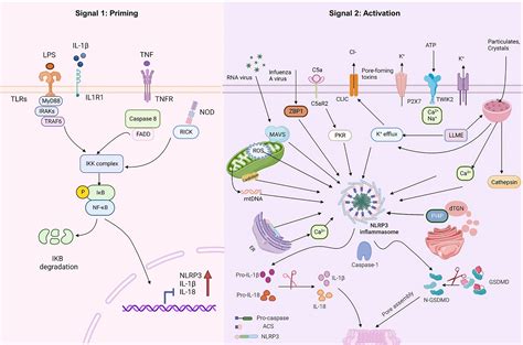 Inflammasome Activation Pathway