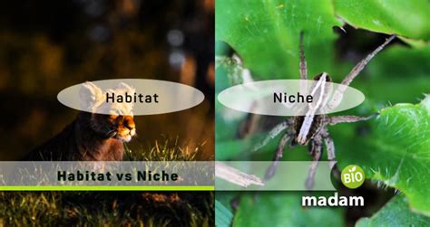 Difference between Habitat and Niche - biomadam