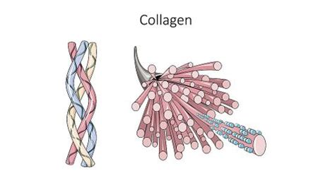 Collagen Structure