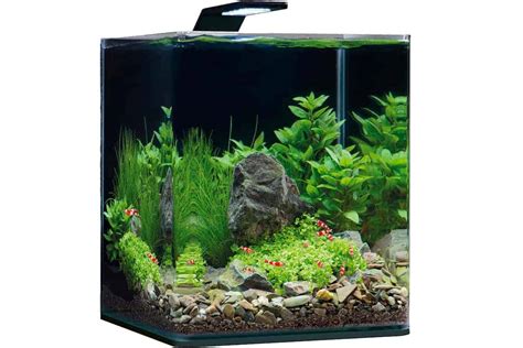 Top 7 Nano Aquarium Plants - Shrimp and Snail Breeder