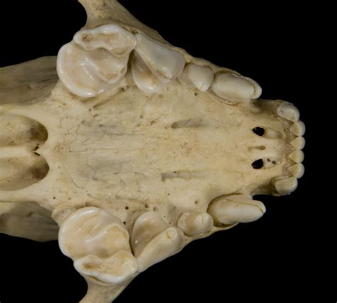 ADW: Mephitidae: SPECIMENS