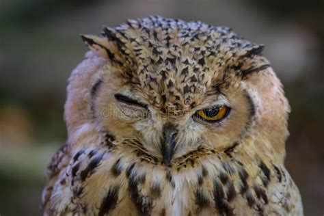 Owl, Beak, Bird Of Prey, Bird Picture. Image: 113639471