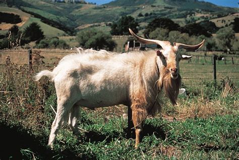 Cashmere goat | breed of goat | Britannica