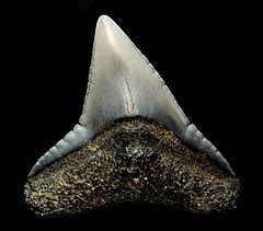 Category:Carcharhiniformes fossils - Wikimedia Commons