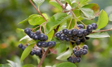 10+ Different Types of Edible Wild Berries You Can Safely Eat