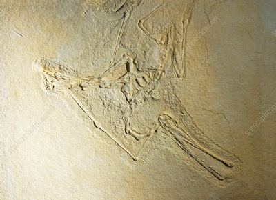 Fossil Rhamphorhynchus Fossil - Stock Image - C028/5754 - Science Photo Library